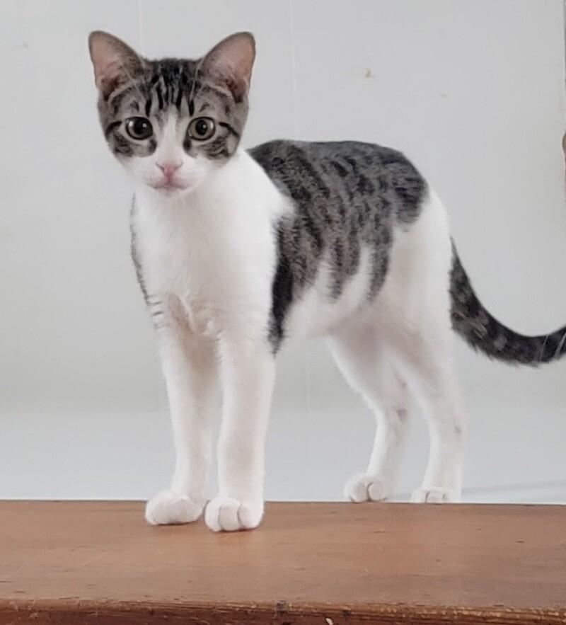 Enlarge Little, a Adoptable Domestic Short Hair in Colmar, PA image 2/6