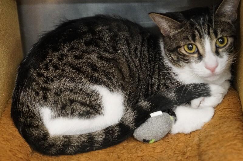 Enlarge Little, a Adoptable Domestic Short Hair in Colmar, PA image 3/6