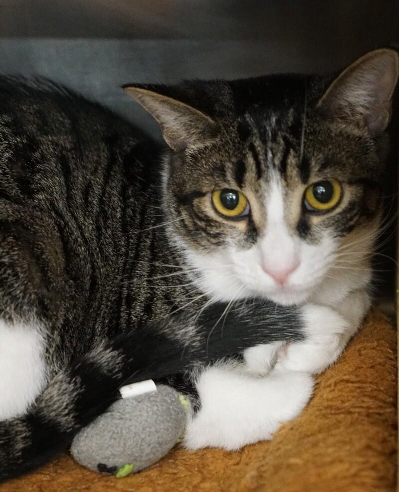 Enlarge Little, a Adoptable Domestic Short Hair in Colmar, PA image 4/6