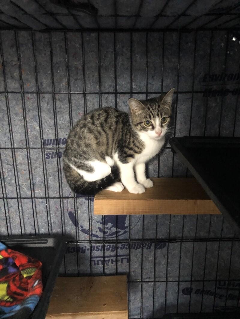Enlarge Little, a Adoptable Domestic Short Hair in Colmar, PA image 5/6