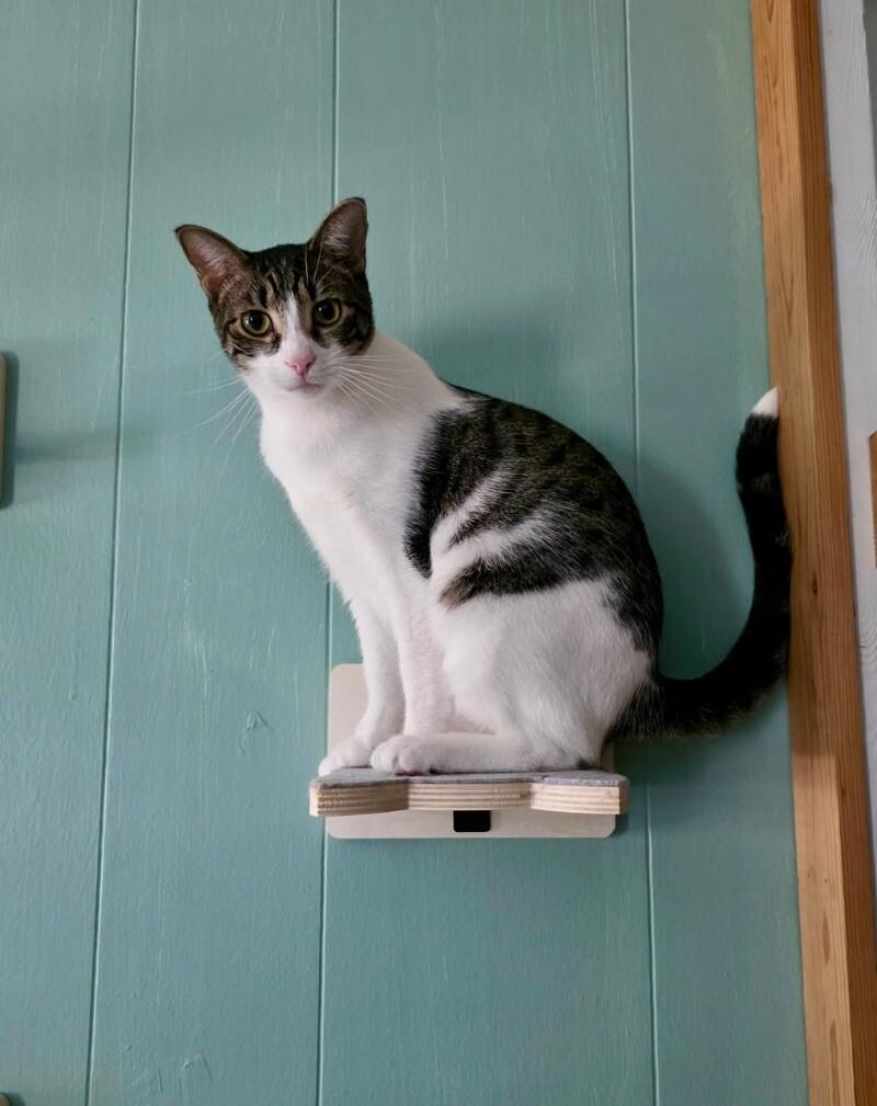Enlarge Little, a Adoptable Domestic Short Hair in Colmar, PA image 6/6