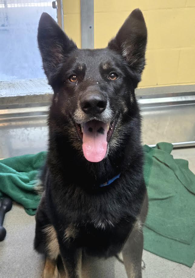Simon, ADOPTABLE, Adult Male German Shepherd Dog.