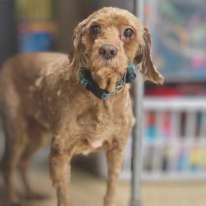 Copper, Adoptable, Senior Male Poodle & Cocker Spaniel.