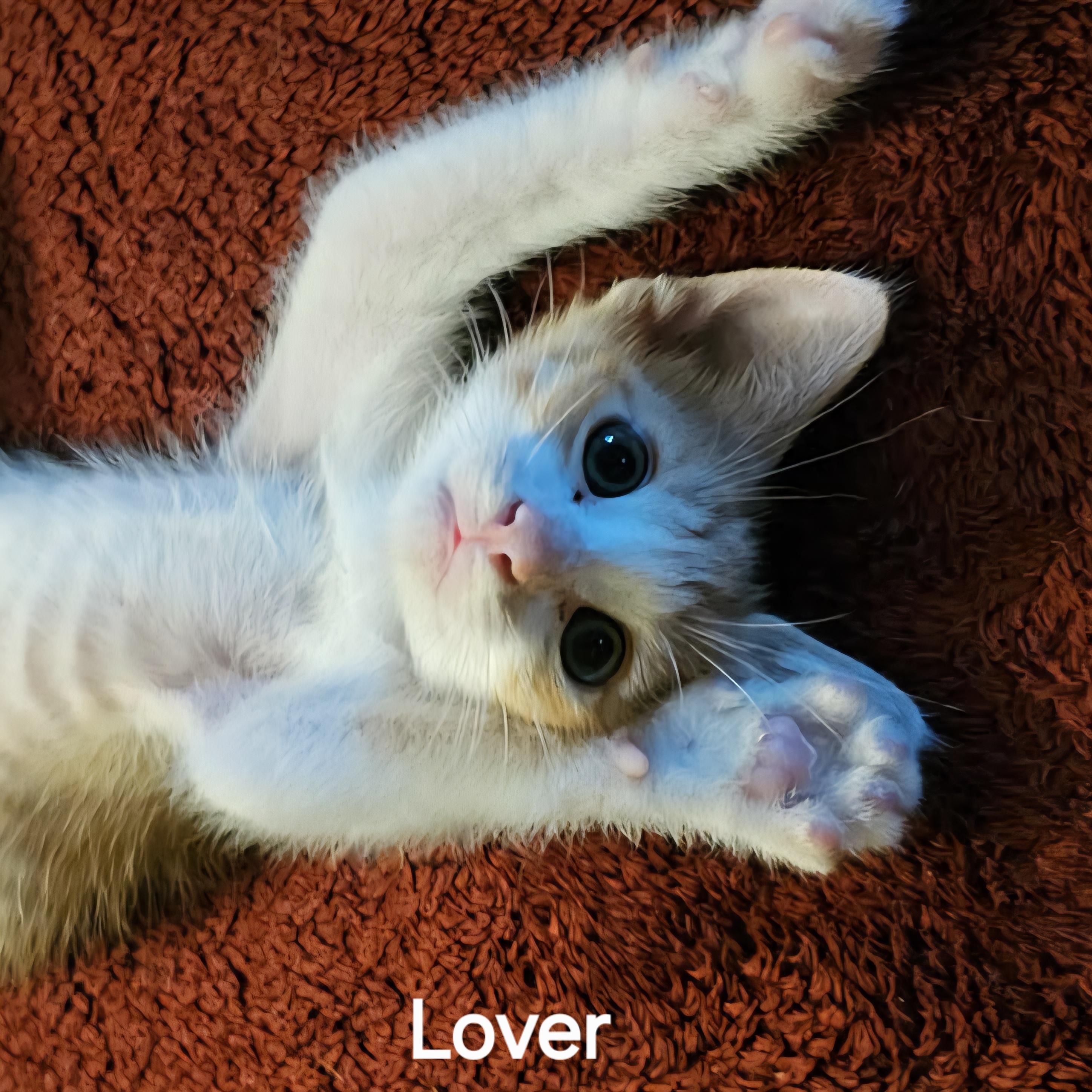 Living up to his name Lover is so very loving yet very playful He loves to purr sometimes greetin