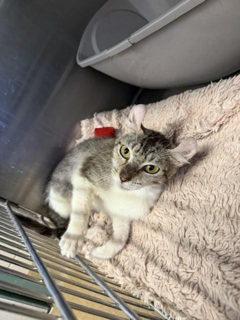Enlarge PETAL, a Adoptable American Curl in Santa Maria, CA image 1/1