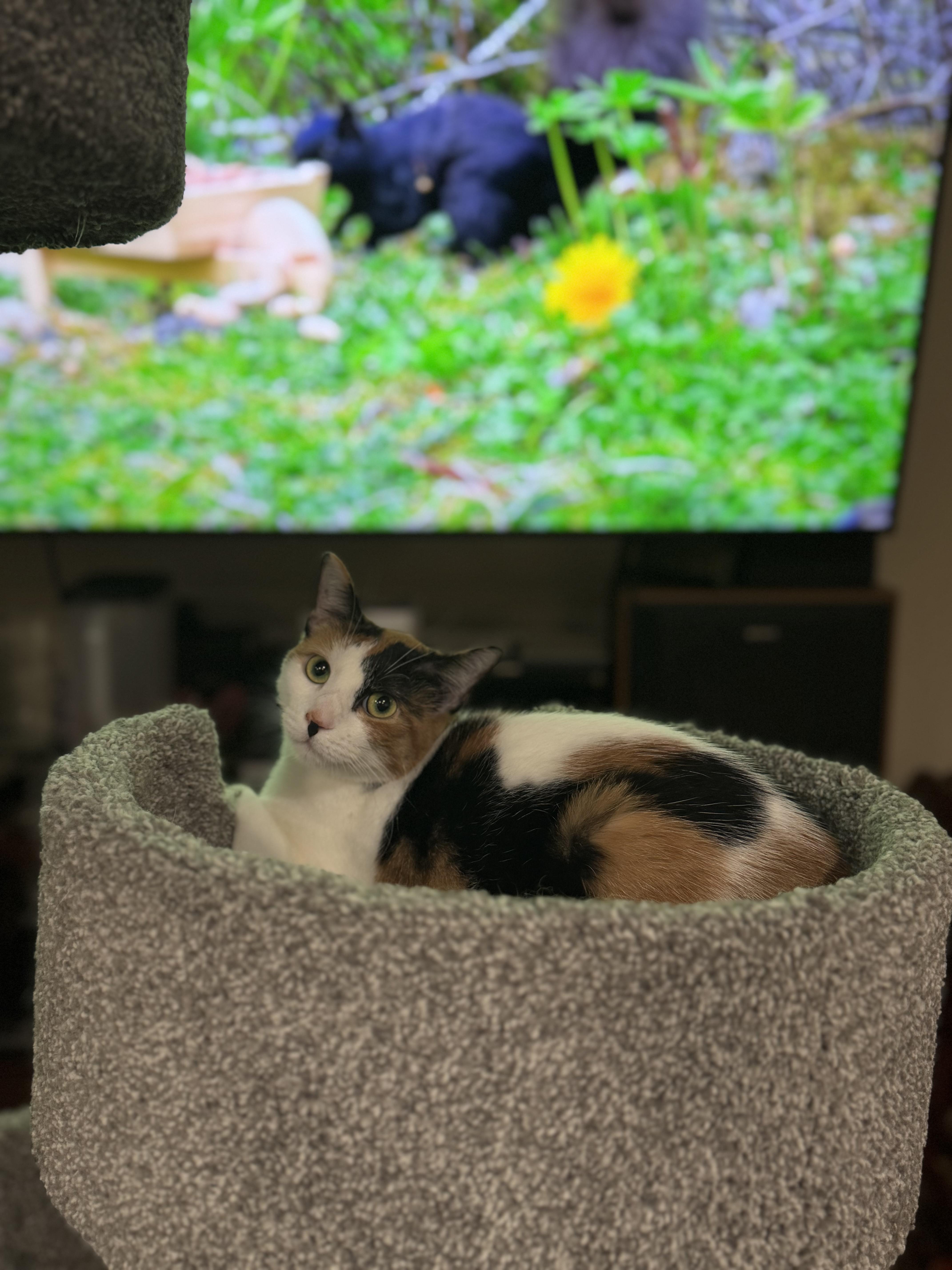 Enlarge KALI ANN, a Adopted Calico in Houston, TX image 2/6