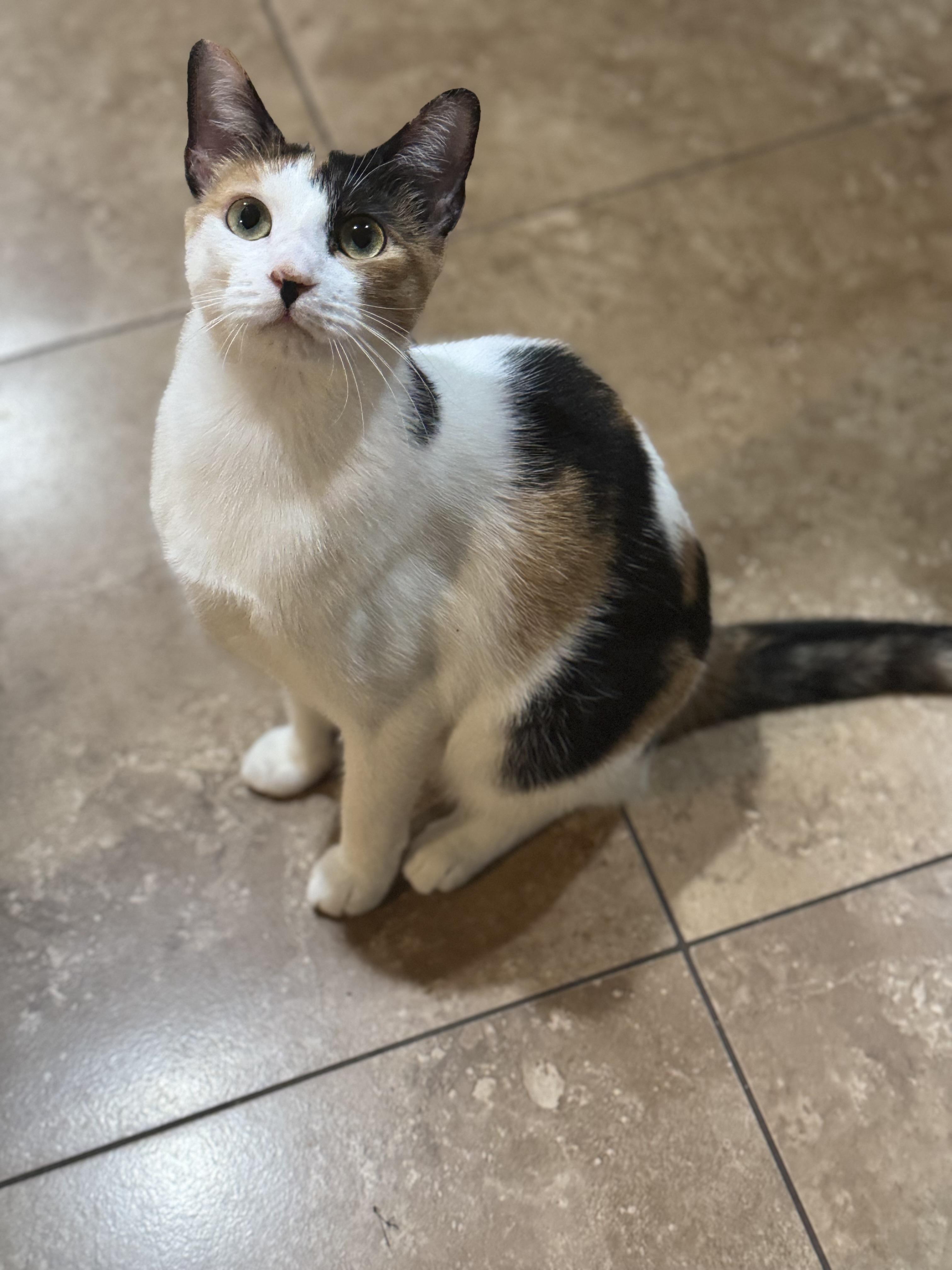 Enlarge KALI ANN, a Adopted Calico in Houston, TX image 4/6