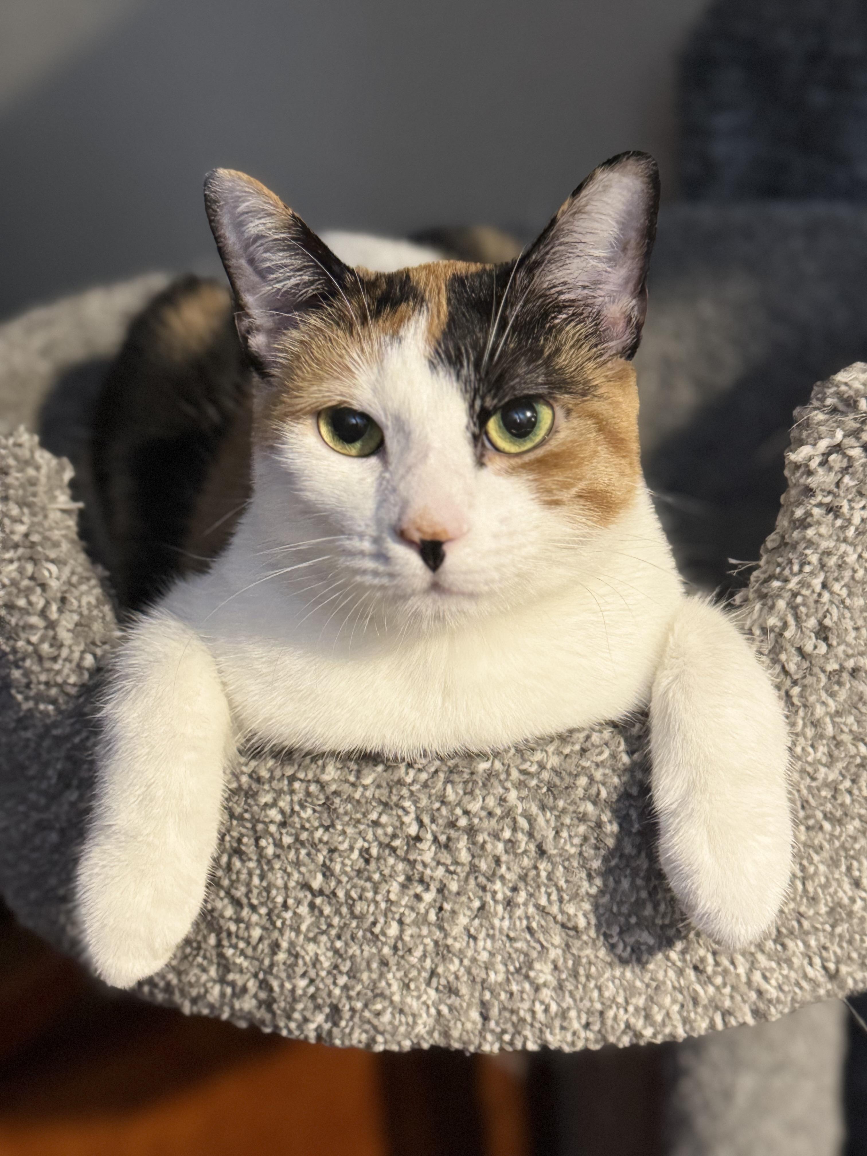Enlarge KALI ANN, a Adopted Calico in Houston, TX image 1/6