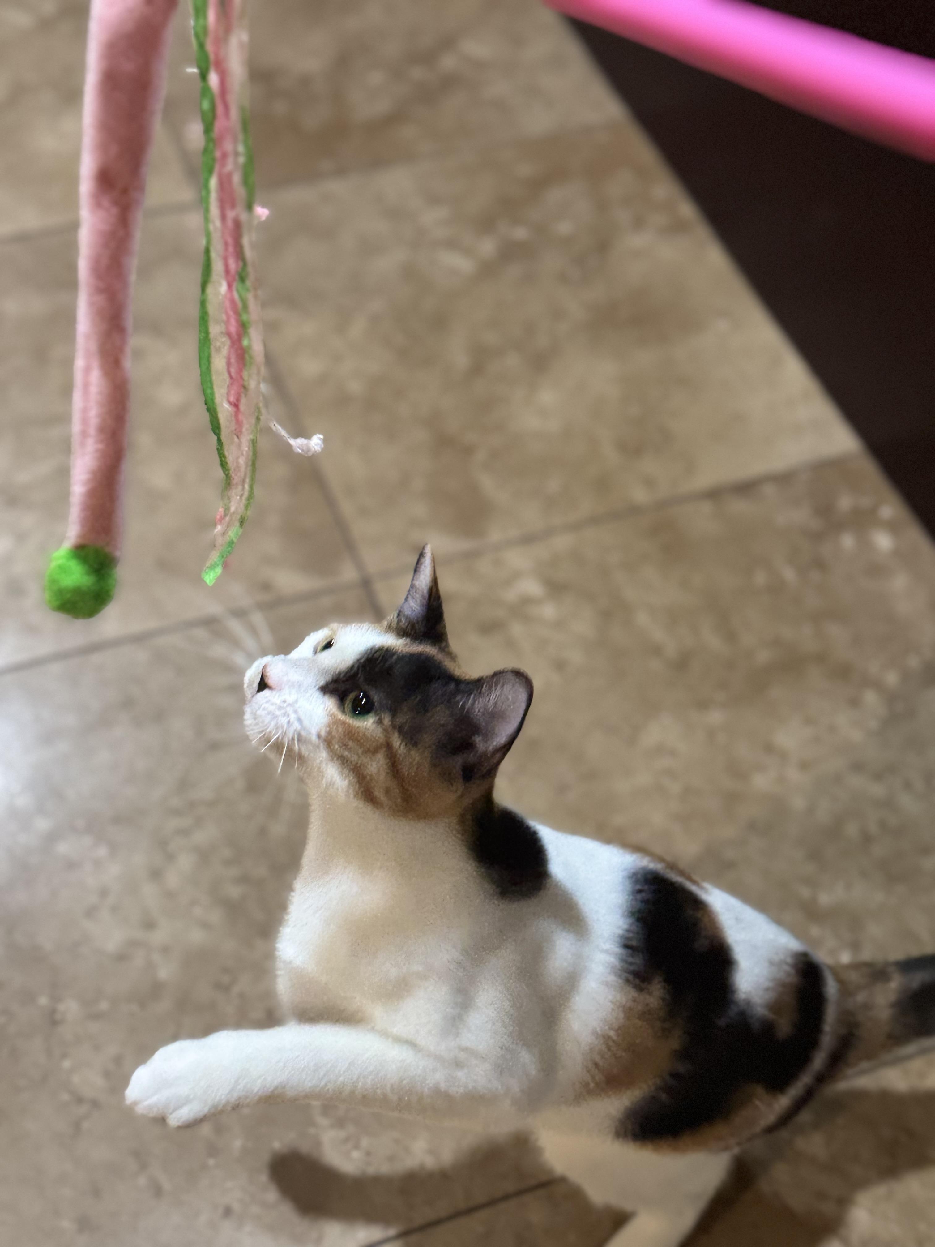 Enlarge KALI ANN, a Adopted Calico in Houston, TX image 5/6