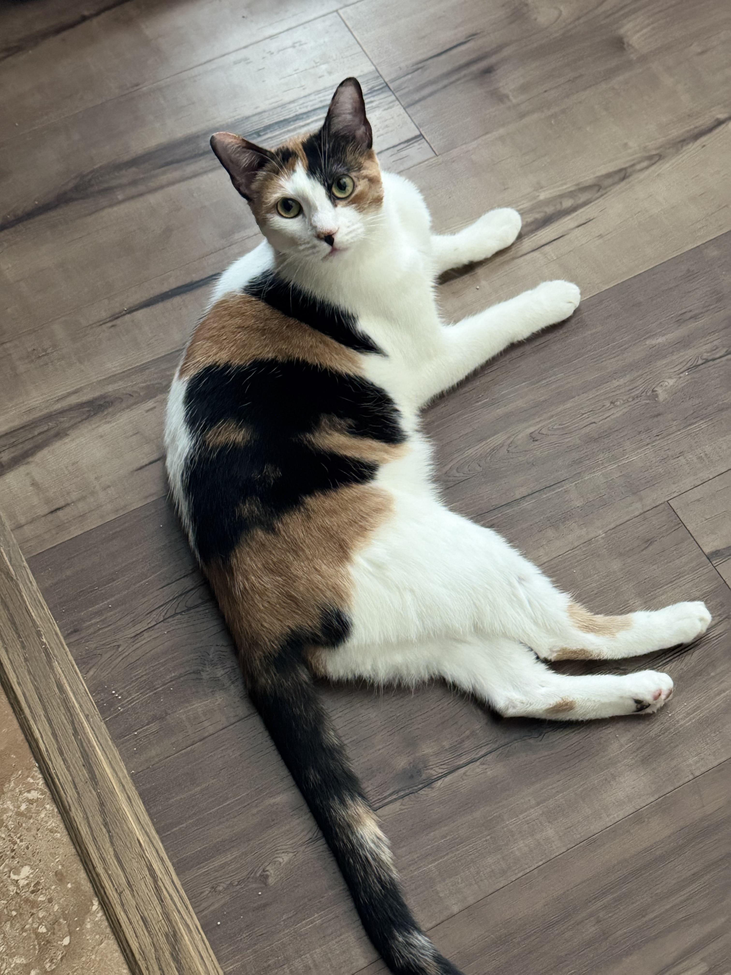 Enlarge KALI ANN, a Adopted Calico in Houston, TX image 3/6