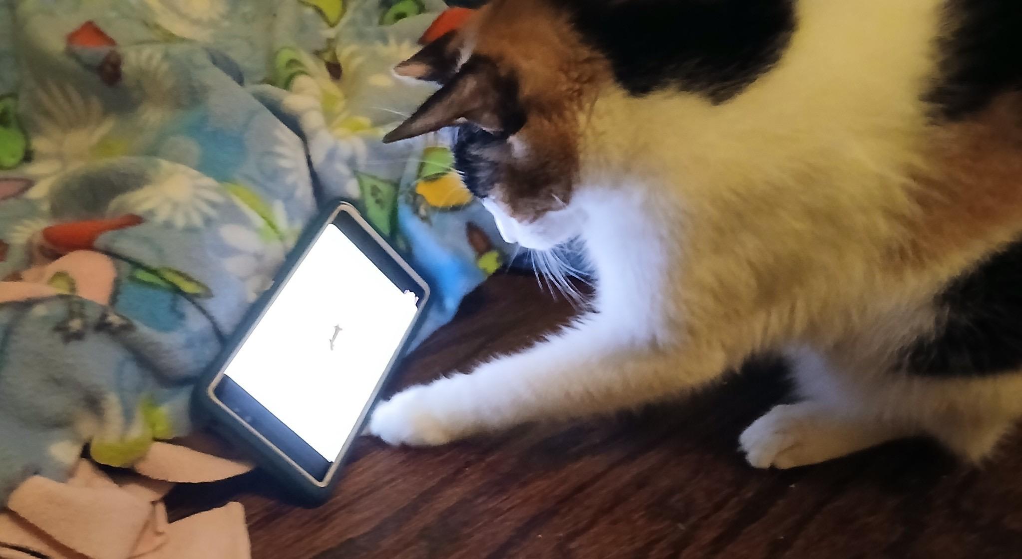 Enlarge KALI ANN, a Adopted Calico in Houston, TX image 6/6