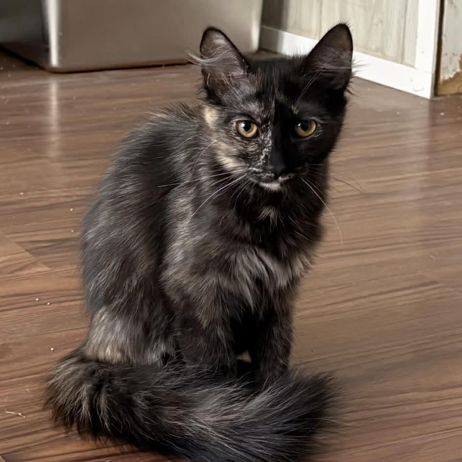 Enlarge Jalella, an adopted Domestic Medium Hair in Ona, WV image 1/1