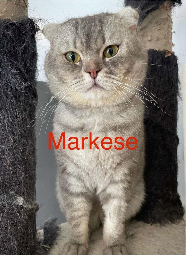 Markese, Adopted, Young Male Scottish Fold.