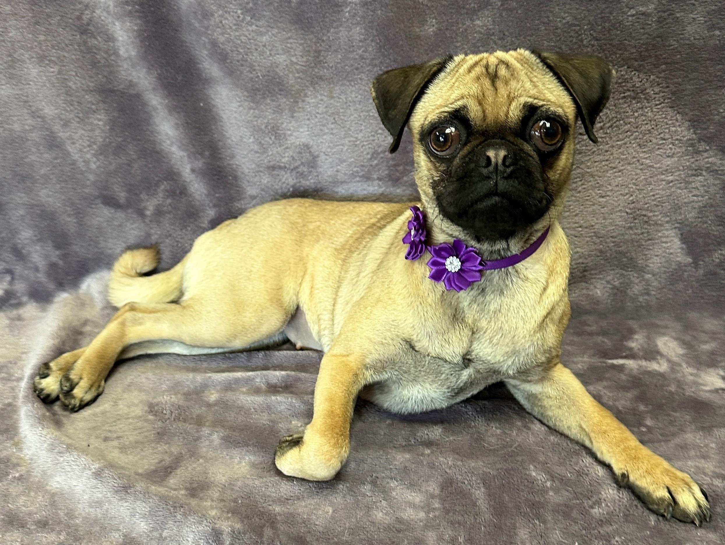 Princess, Young Female Pug