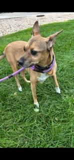 Enlarge Bobby, a Adopted Mixed Breed in Eaton, CO image 2/3