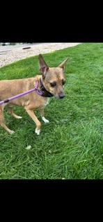 Enlarge Bobby, a Adopted Mixed Breed in Eaton, CO image 3/3