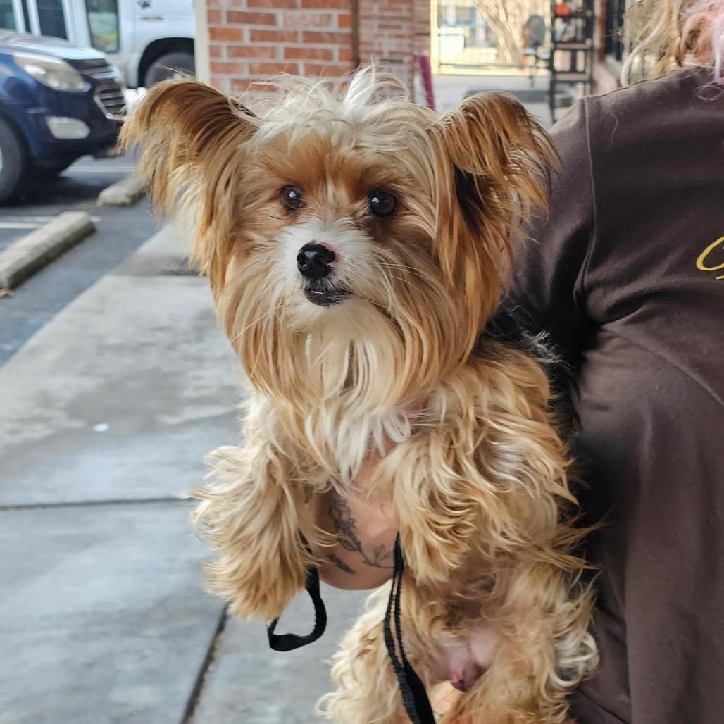 Pong, Adoptable, Adult Male Yorkshire Terrier.
