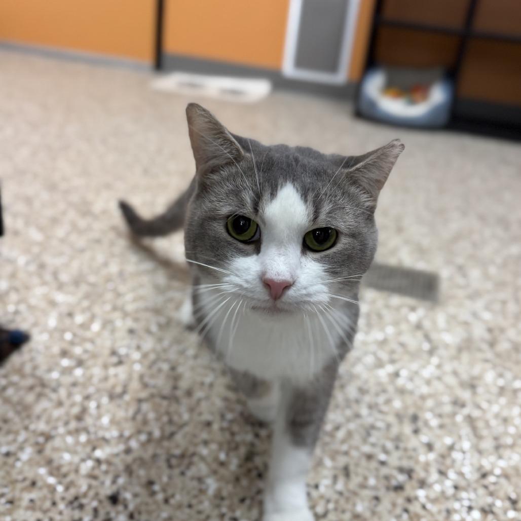 Cheerios, Adoptable, Adult Male Domestic Short Hair & Domestic Short Hair.