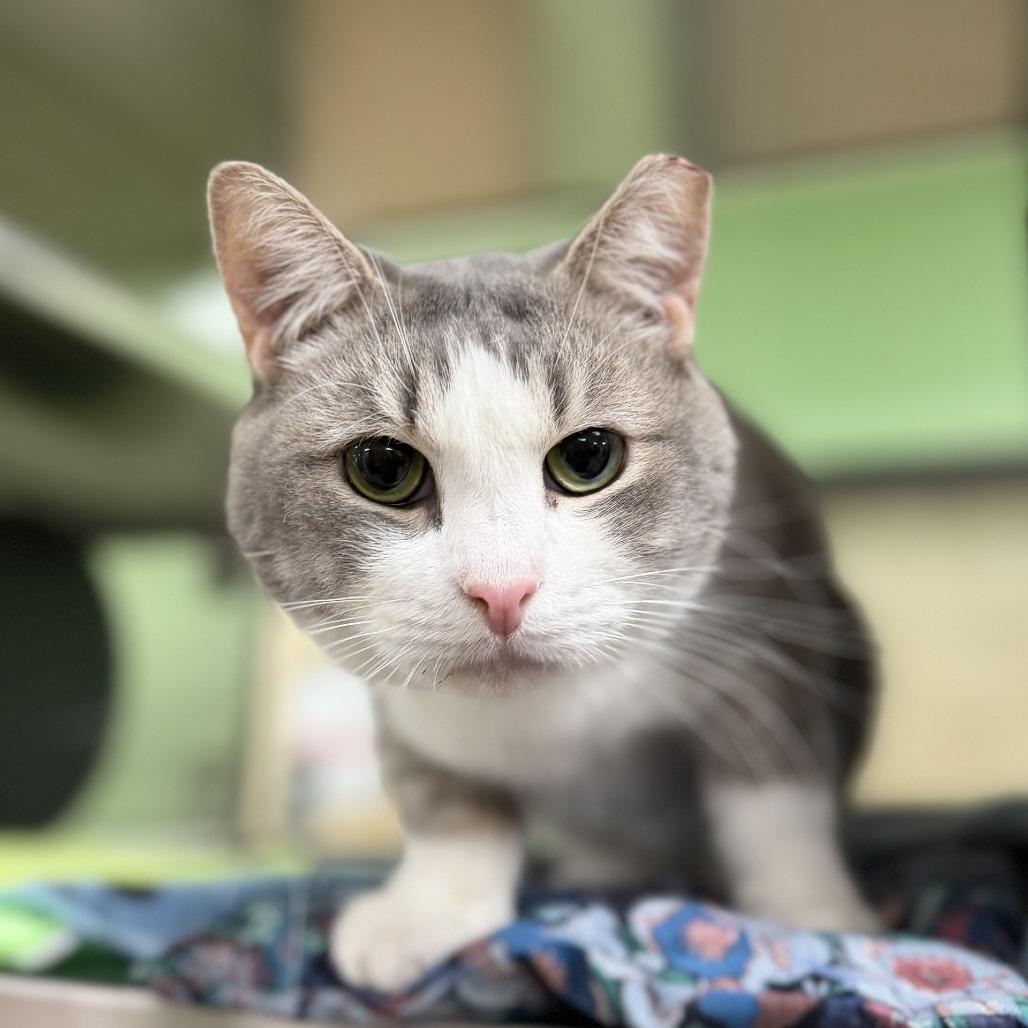 Cheerios, a Adoptable mixed breed in Bullhead City, AZ image 2/3