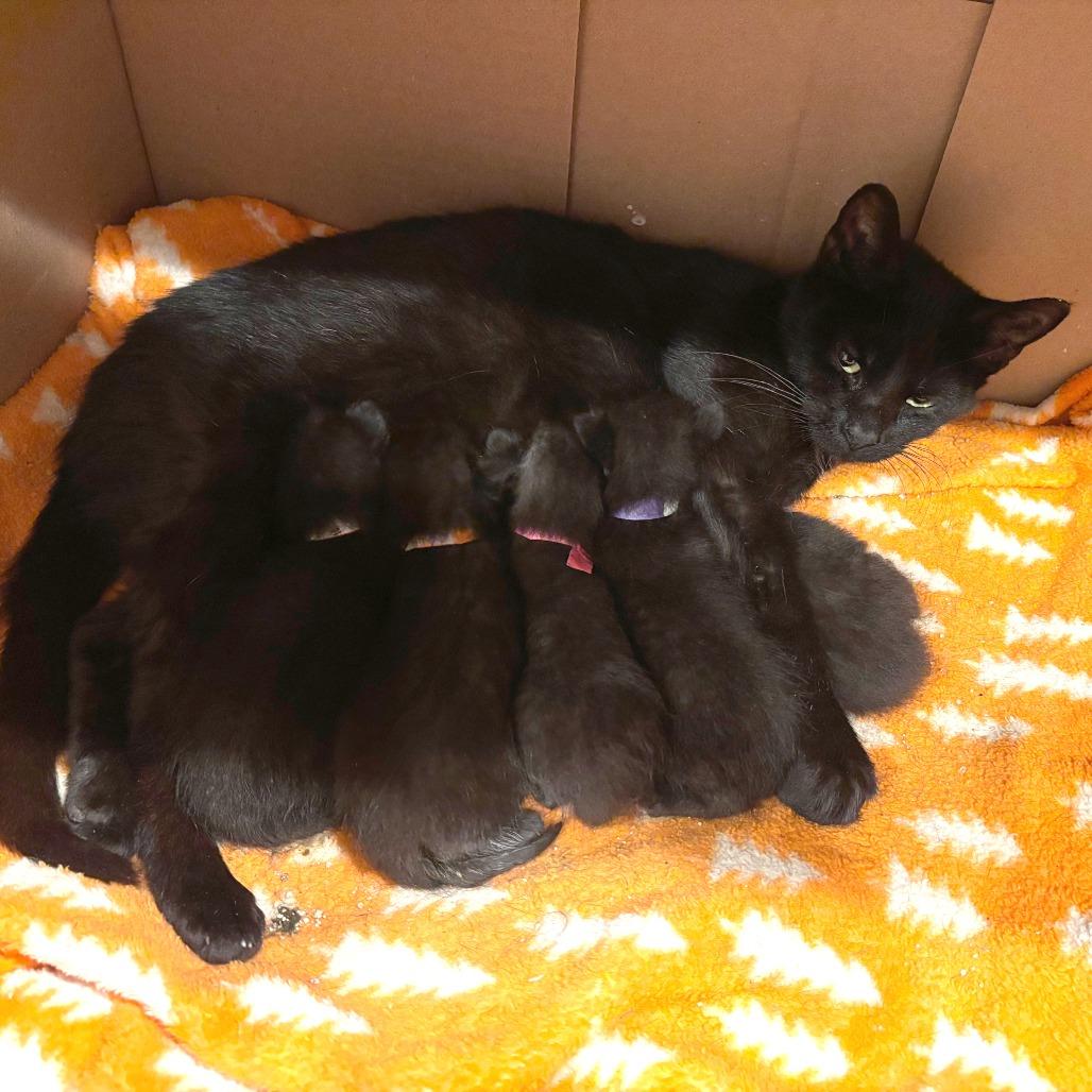 Prism, Adoptable, Adult Female Domestic Short Hair.