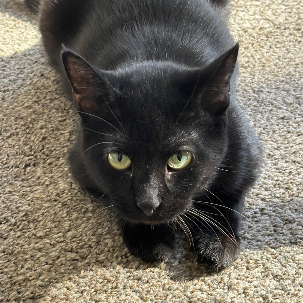 Enlarge Prism, a Adoptable Domestic Short Hair in Medina, OH image 2/3