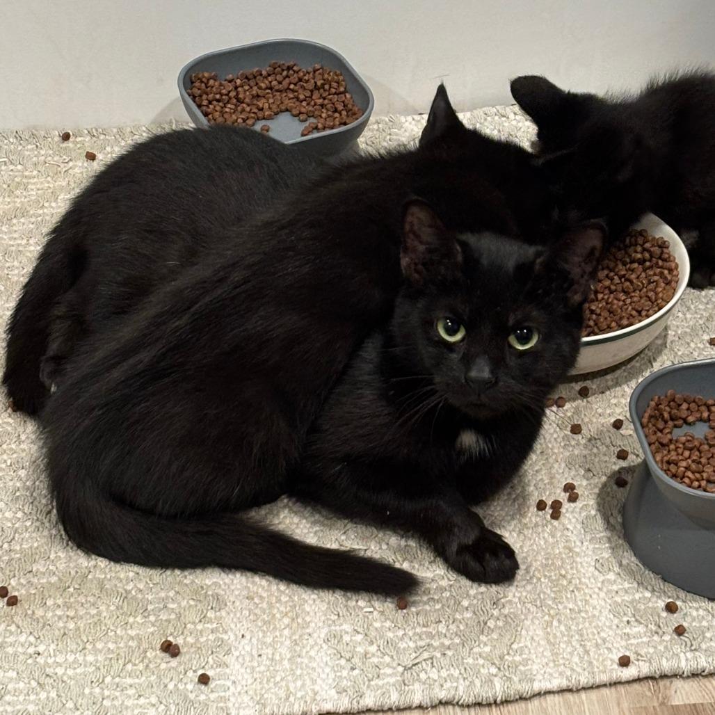 Enlarge Prism, a Adoptable Domestic Short Hair in Medina, OH image 3/3