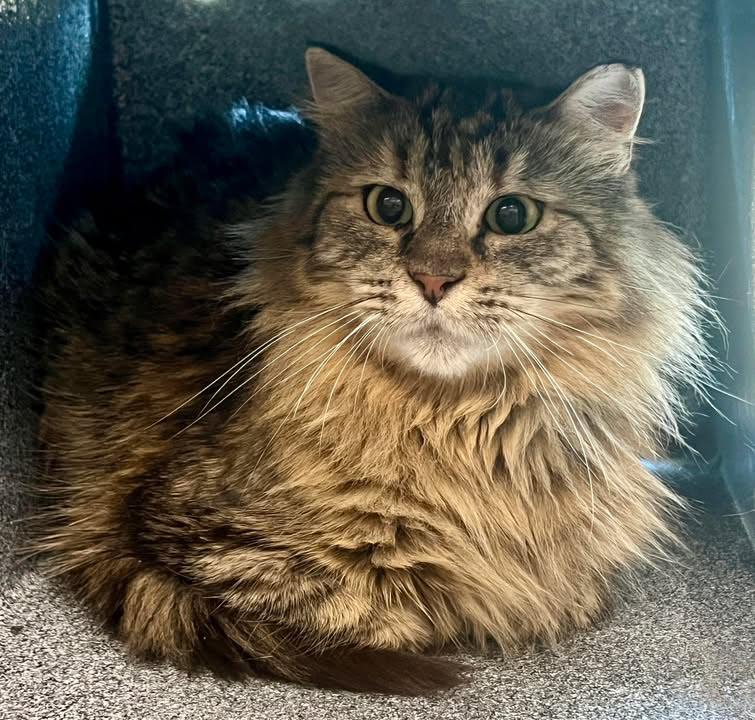 Enlarge Maxine, a Adoptable Domestic Long Hair in Plover, WI image 1/3