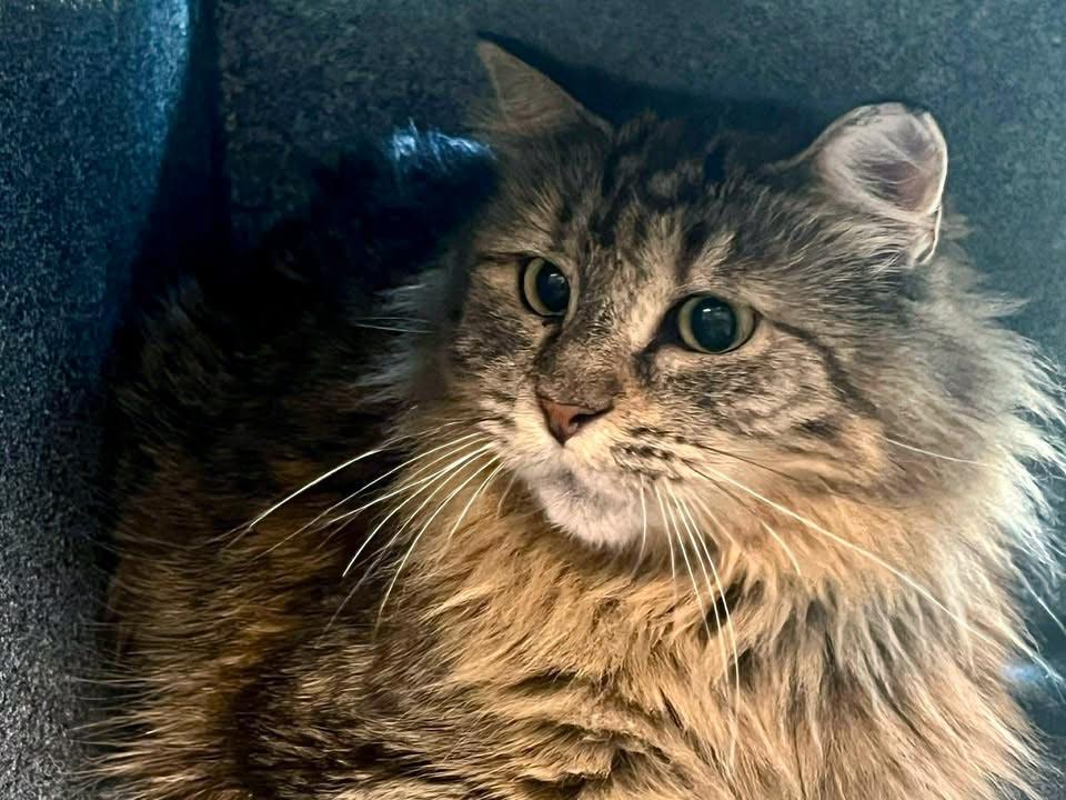 Enlarge Maxine, a Adoptable Domestic Long Hair in Plover, WI image 2/3