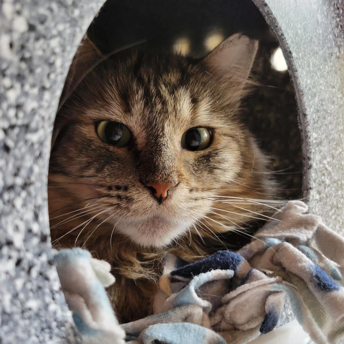 Enlarge Maxine, a Adoptable Domestic Long Hair in Plover, WI image 3/3