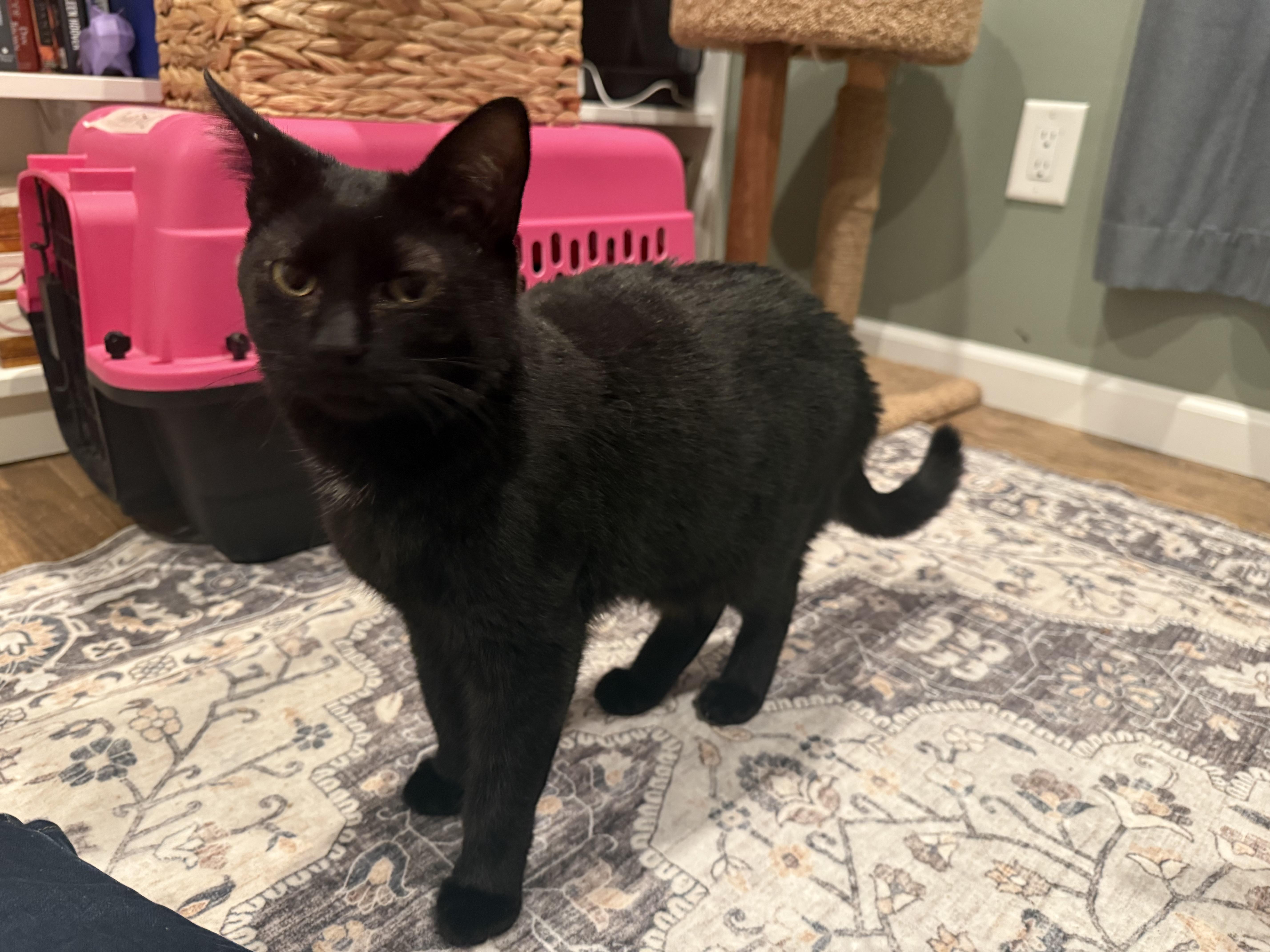 Star, ADOPTABLE, Young Female Domestic Short Hair.