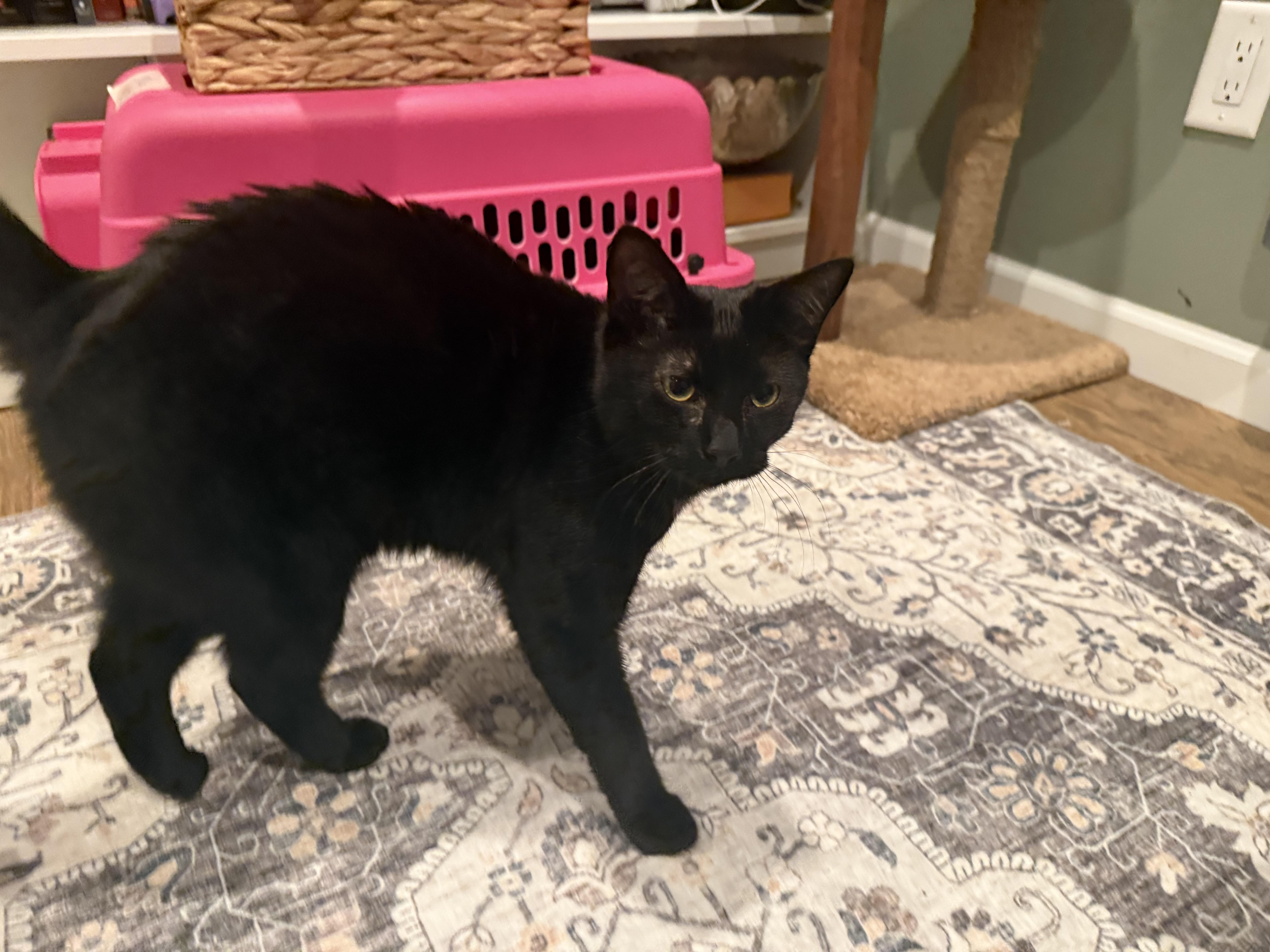 Enlarge Star, a ADOPTABLE Domestic Short Hair in Galloway, NJ image 2/4