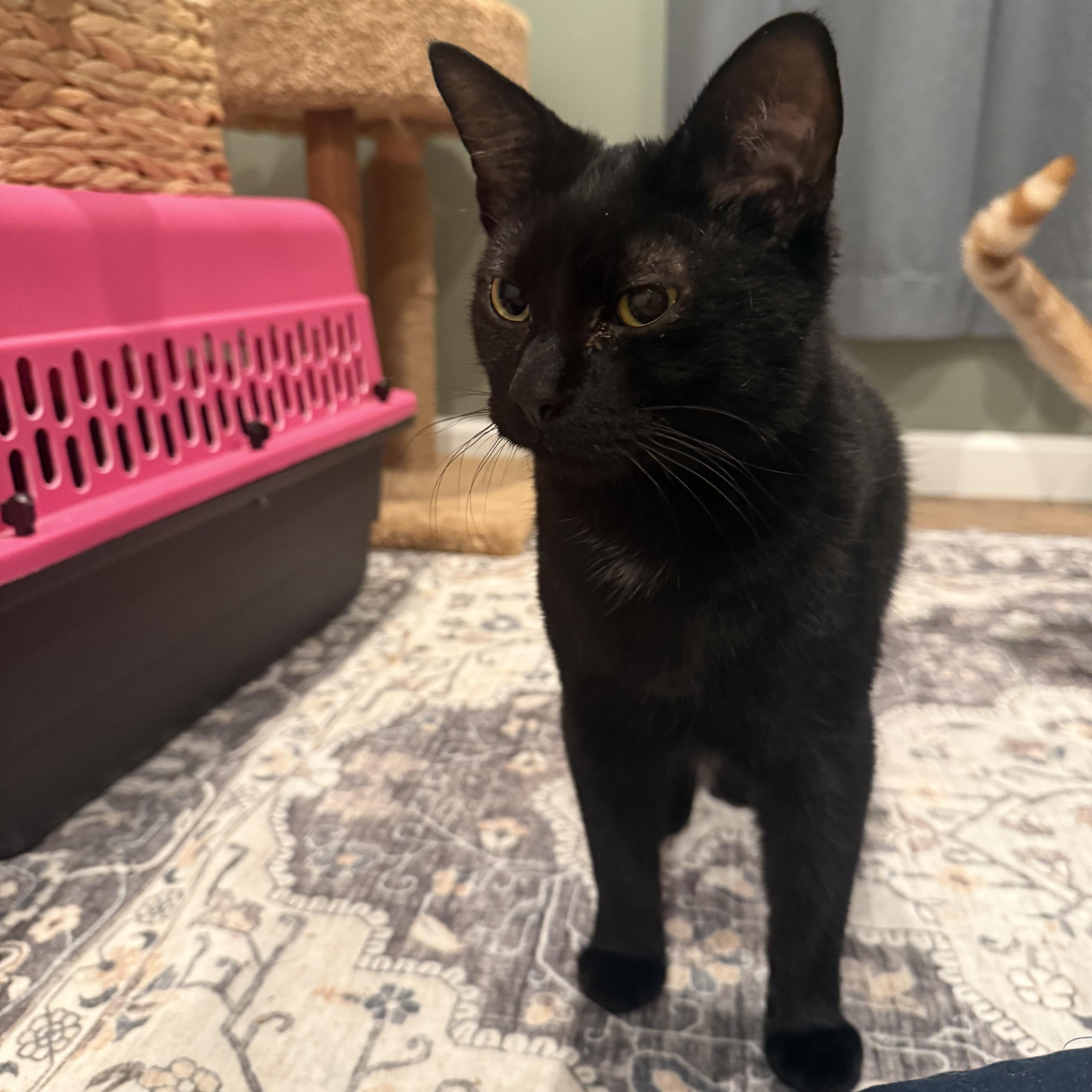 Enlarge Star, a ADOPTABLE Domestic Short Hair in Galloway, NJ image 3/4