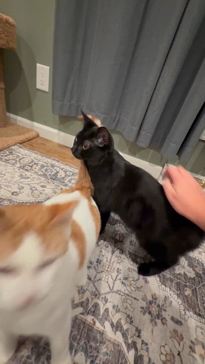 Enlarge Star, a ADOPTABLE Domestic Short Hair in Galloway, NJ video 4/4