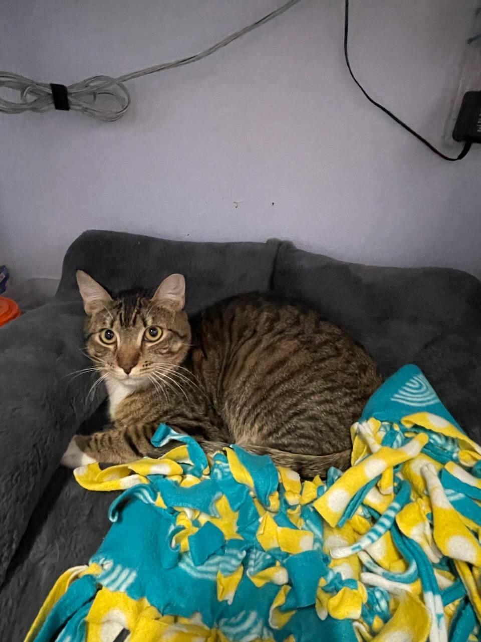 Enlarge Pepper, a ADOPTABLE Domestic Short Hair in Gig Harbor, WA image 2/4