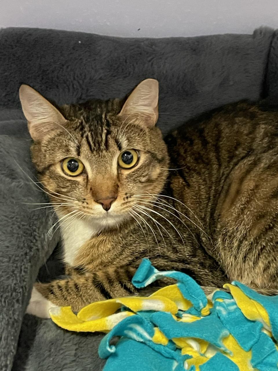 Enlarge Pepper, a ADOPTABLE Domestic Short Hair in Gig Harbor, WA image 1/4