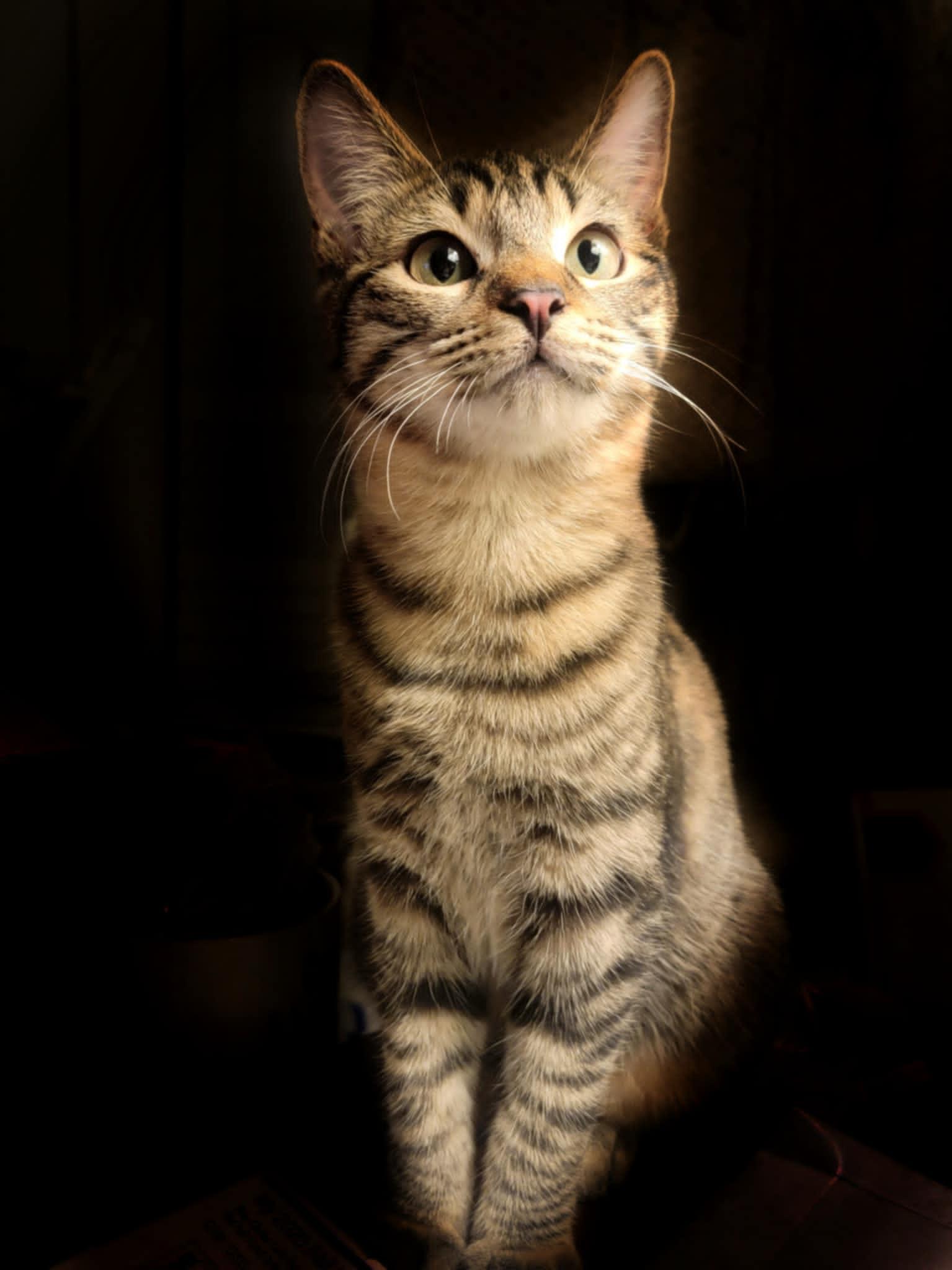 Brandi, a Adoptable Domestic Short Hair in Mansfield, TX image 1/3