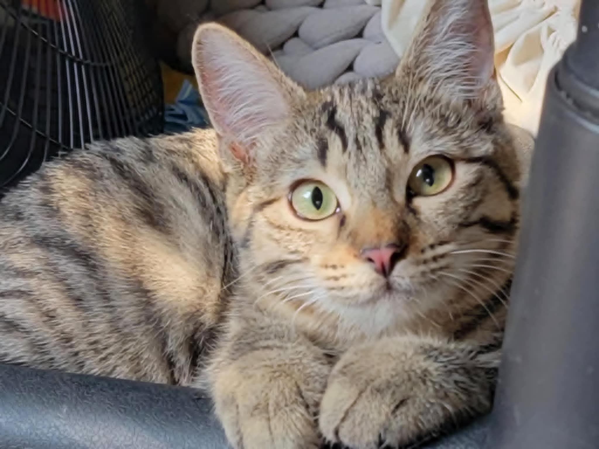 Brandi, a Adoptable Domestic Short Hair in Mansfield, TX image 2/3