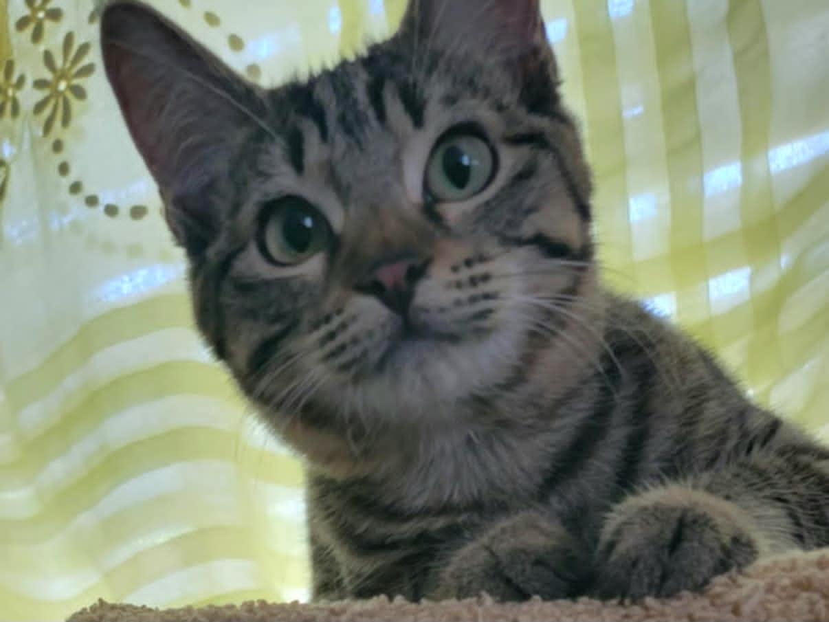 Brandi, a Adoptable Domestic Short Hair in Mansfield, TX image 3/3