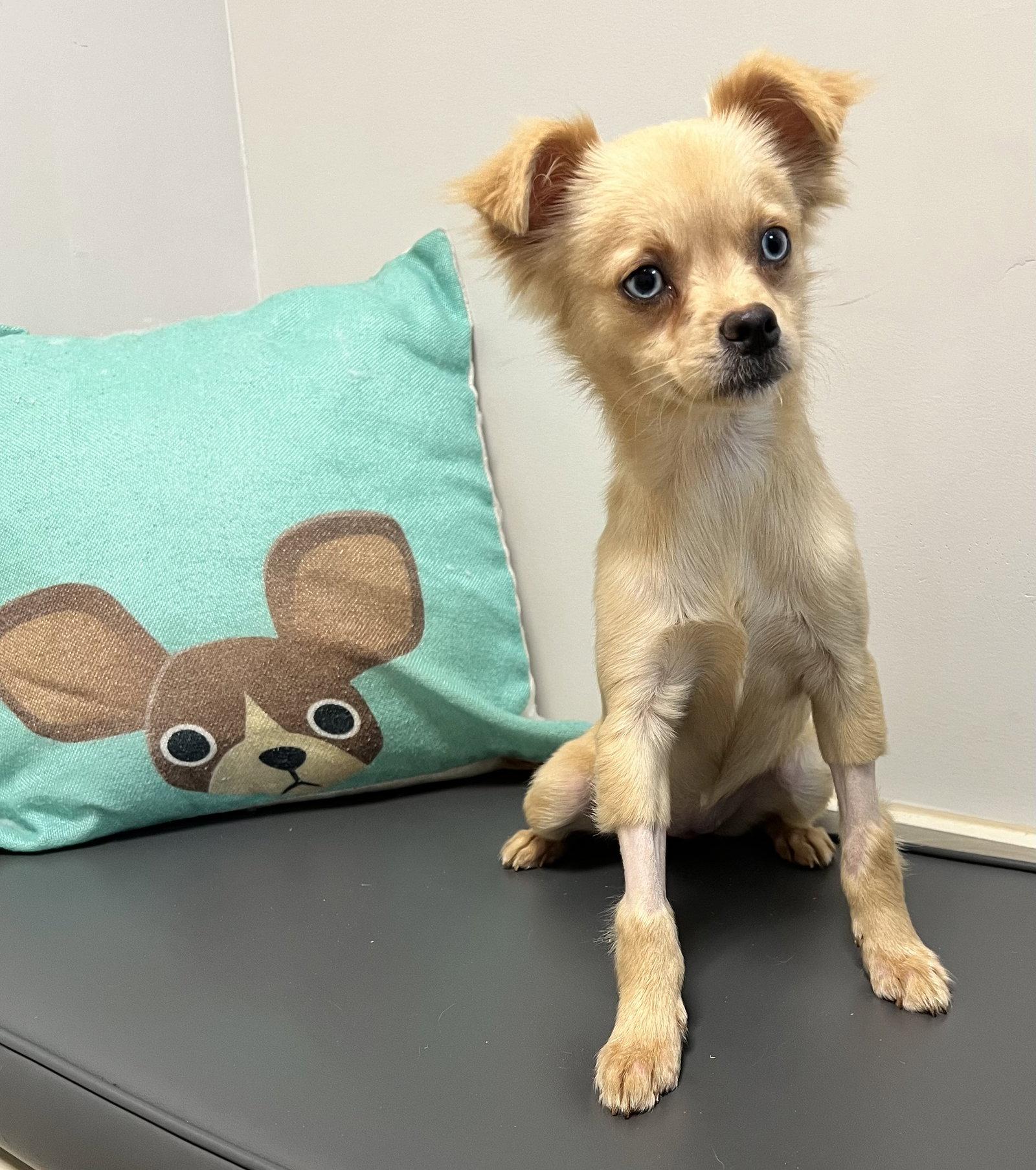 Tinsley, Adopted, Young Female Chihuahua.