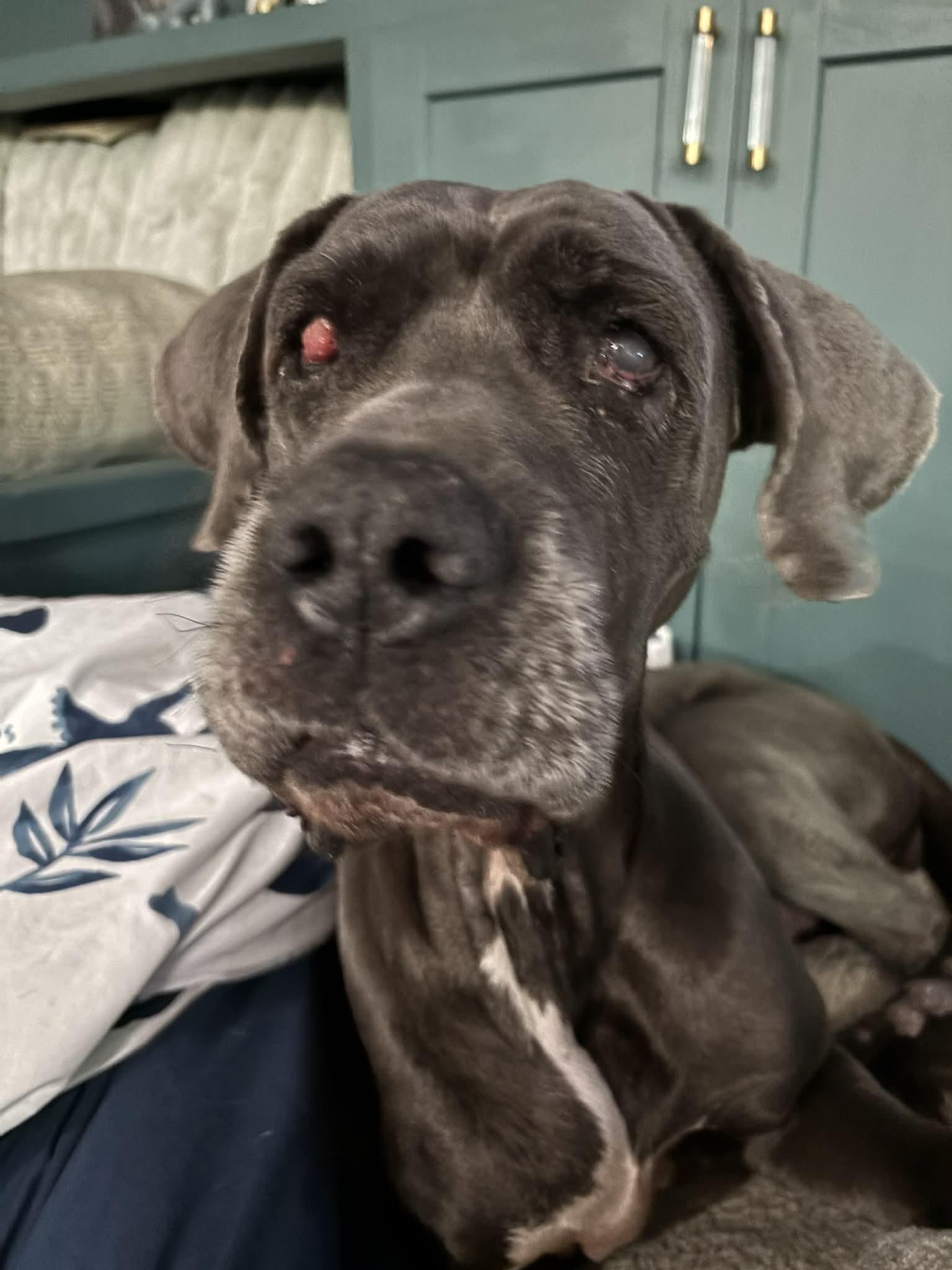 Enlarge Dahlia, a Adoptable mixed breed in Mesa, AZ image 2/6