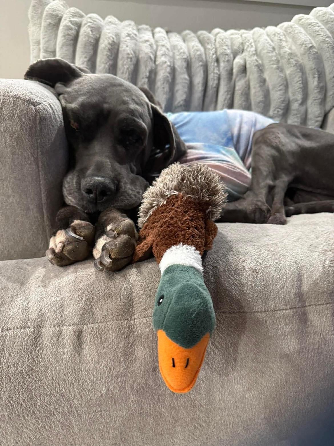 Enlarge Dahlia, a Adoptable mixed breed in Mesa, AZ image 3/6