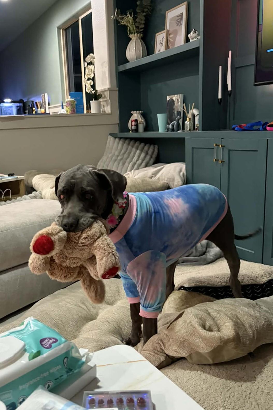 Enlarge Dahlia, a Adoptable mixed breed in Mesa, AZ image 5/6