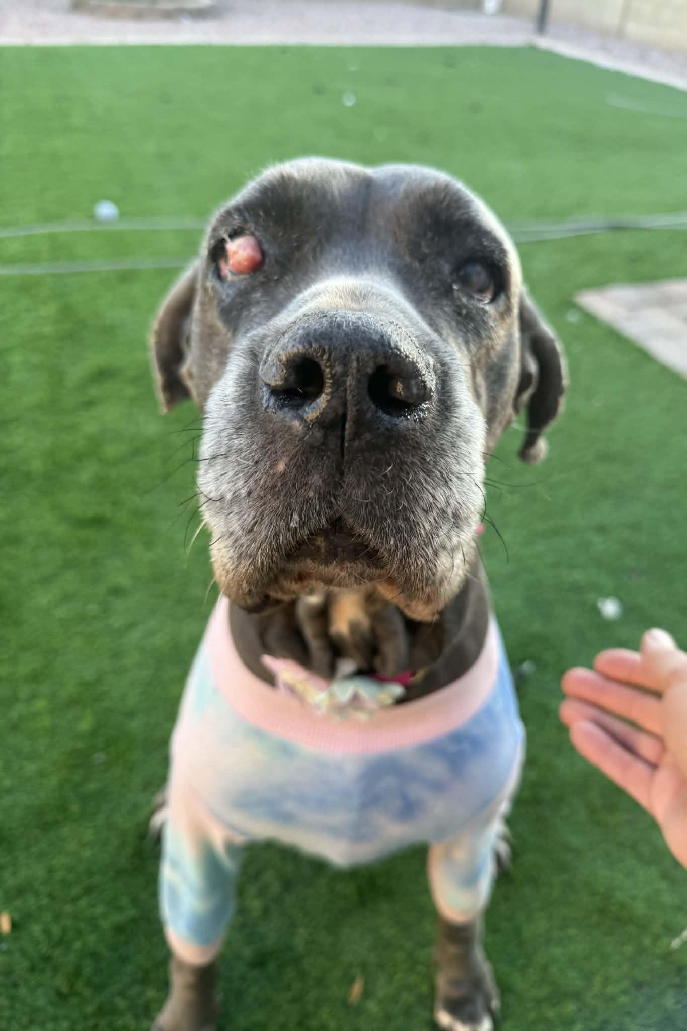 Enlarge Dahlia, a Adoptable mixed breed in Mesa, AZ image 6/6