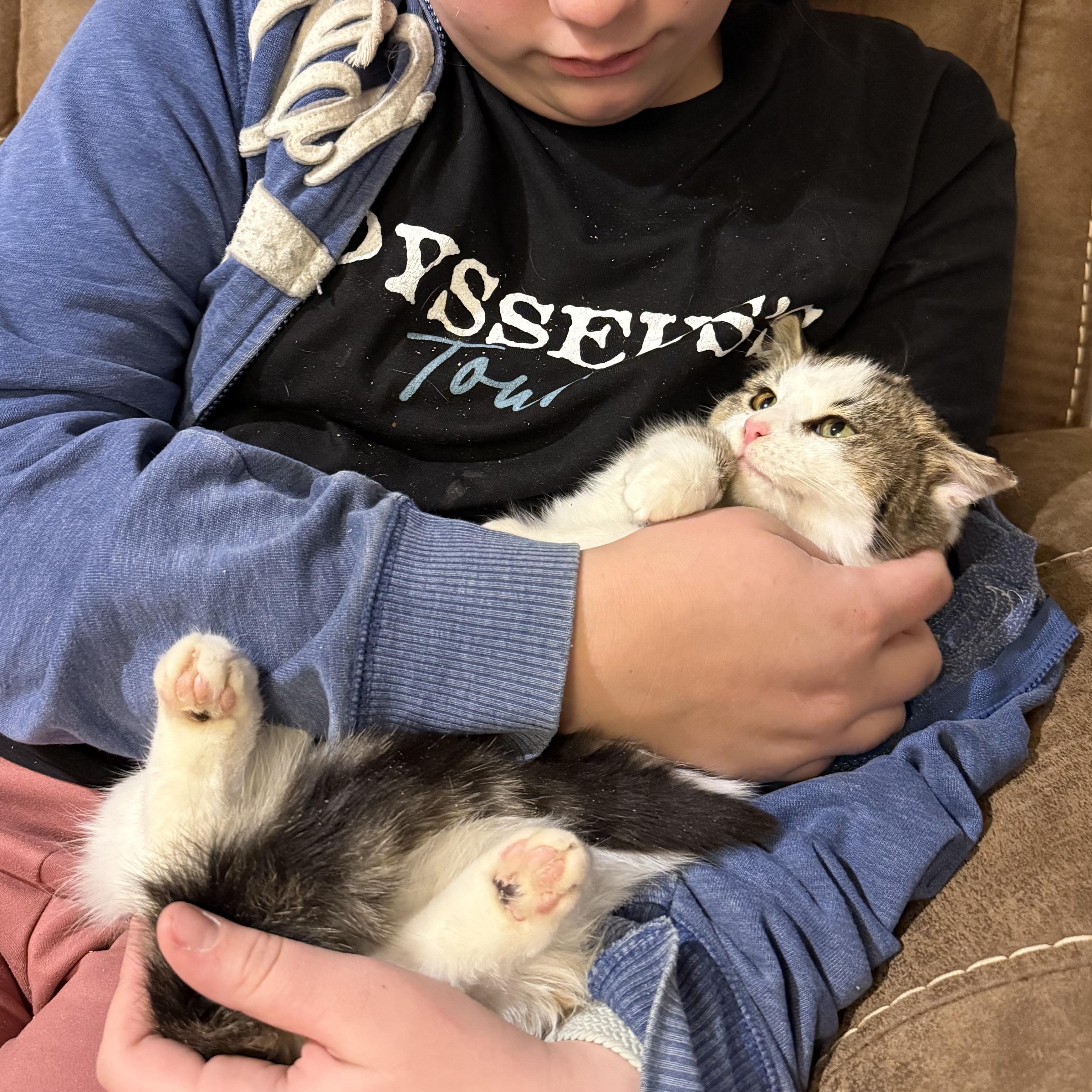 Enlarge Tango, a ADOPTABLE Domestic Short Hair in Milwaukee, WI image 2/4