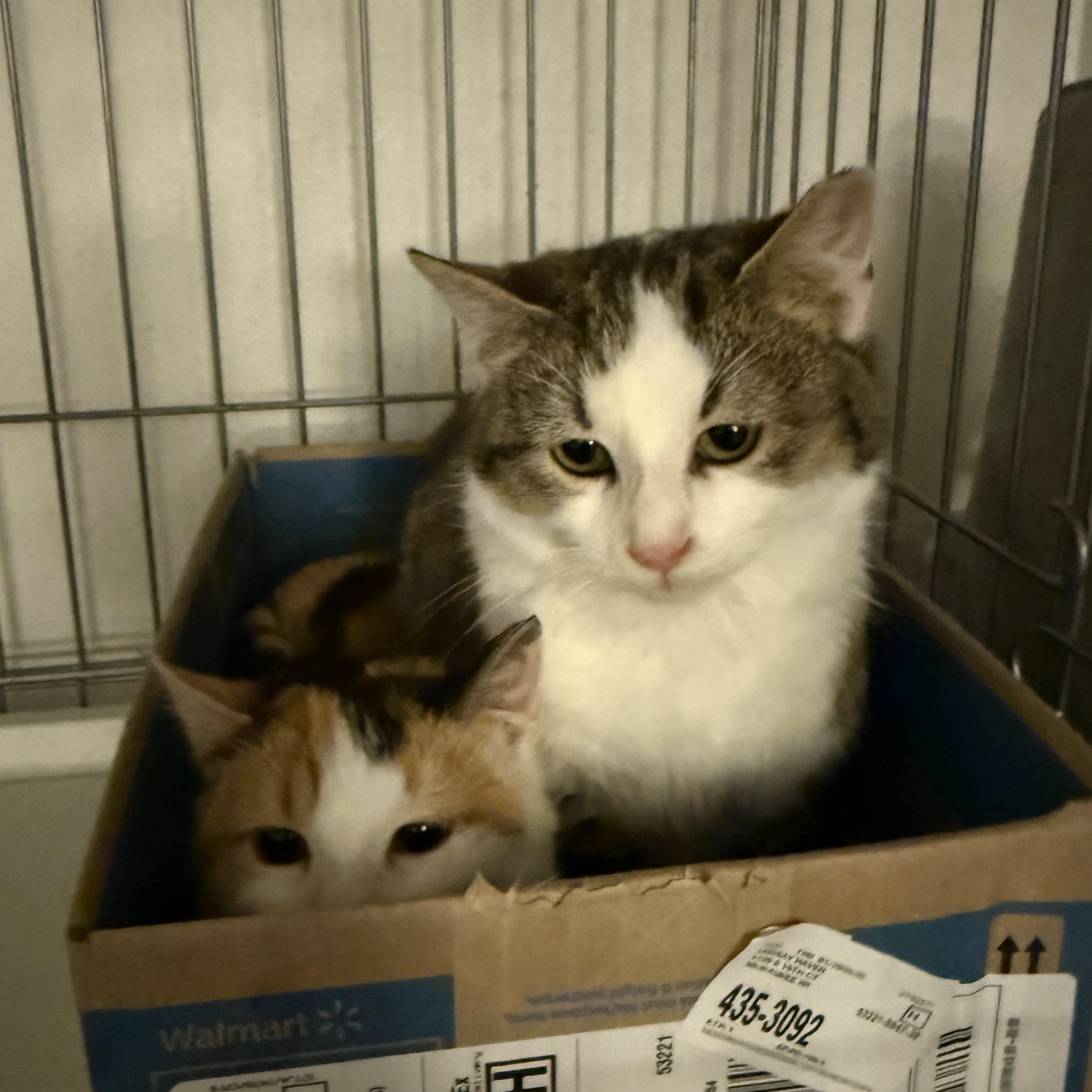 Enlarge Tango, a ADOPTABLE Domestic Short Hair in Milwaukee, WI image 4/4