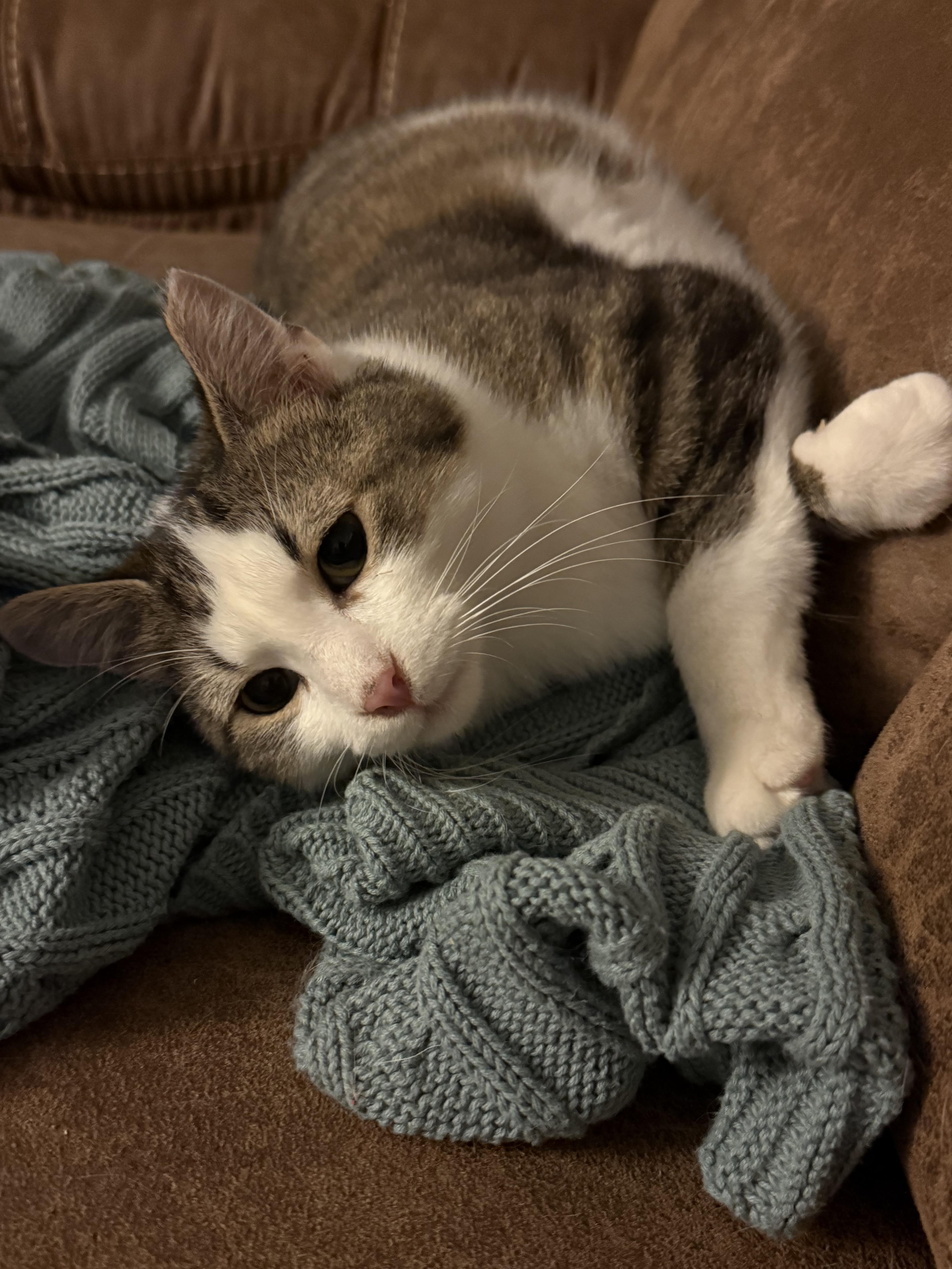 Enlarge Tango, a ADOPTABLE Domestic Short Hair in Milwaukee, WI image 3/4