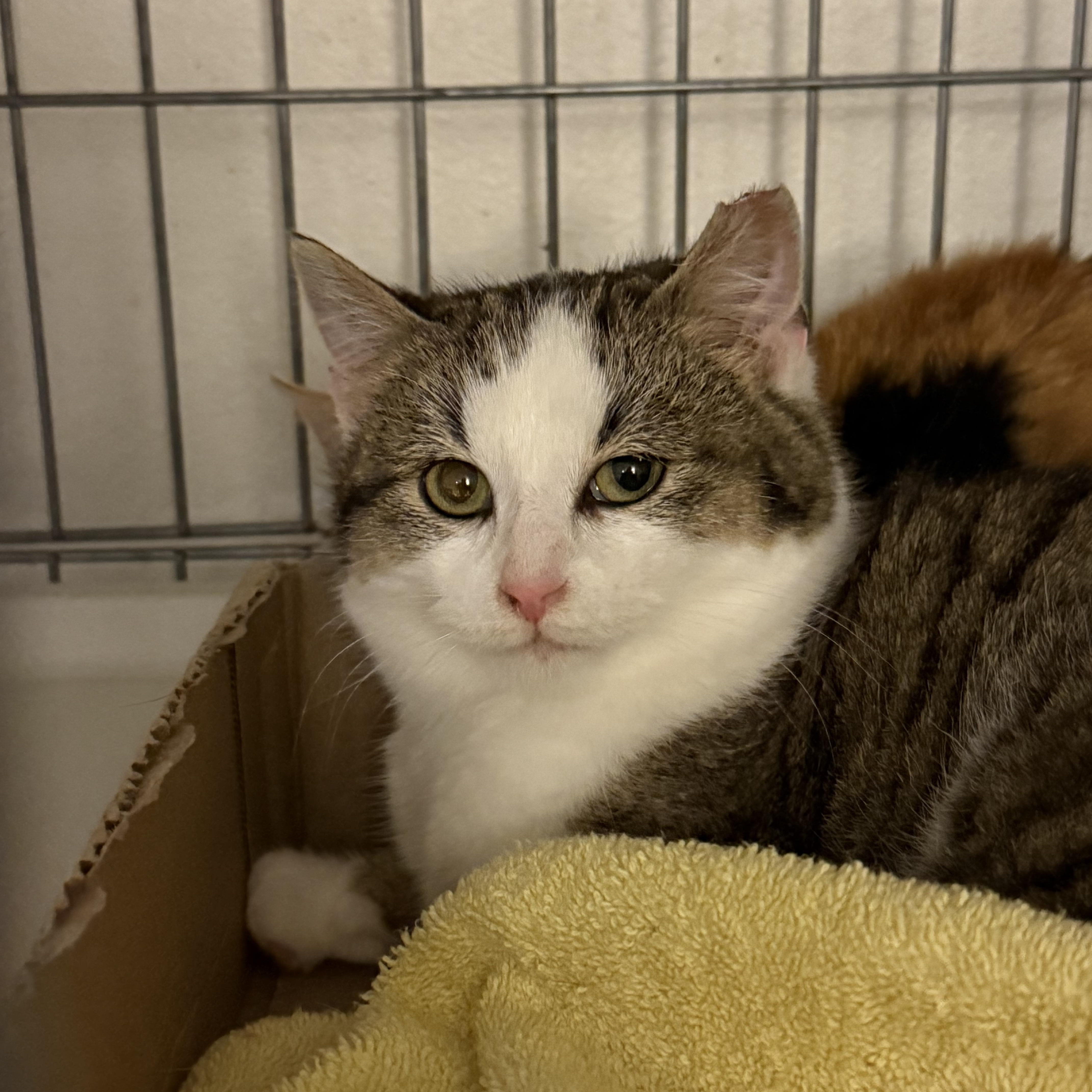Enlarge Tango, a ADOPTABLE Domestic Short Hair in Milwaukee, WI image 1/4