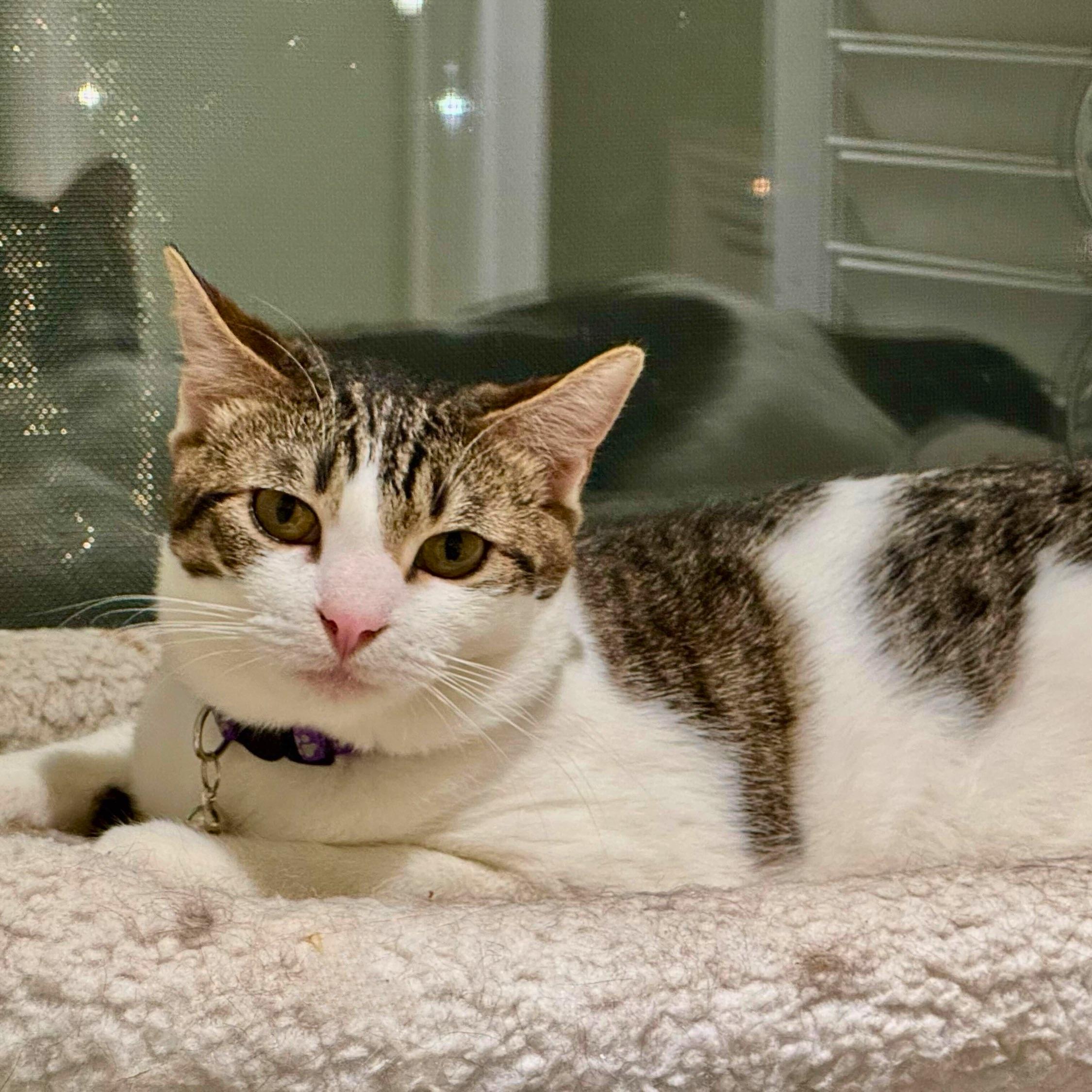 Gopher, a Adoptable Domestic Short Hair in Wilsonville, OR image 1/3