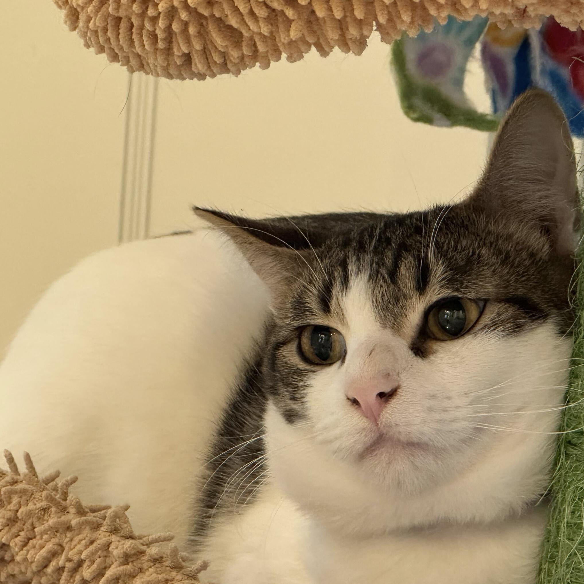 Gopher, a Adoptable Domestic Short Hair in Wilsonville, OR image 2/3