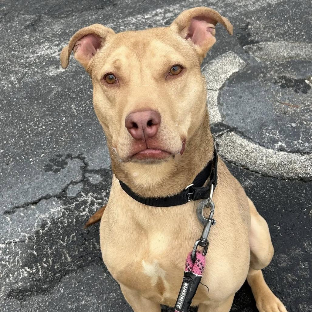 Pickles, a Adoptable mixed breed in Concord, NC image 1/6